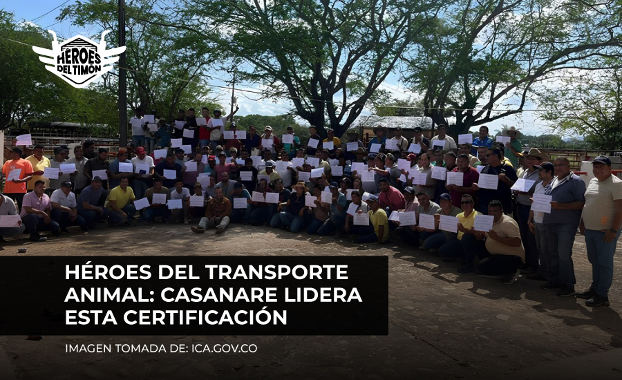 Héroes del transporte animal: Casanare lidera esta certificación
